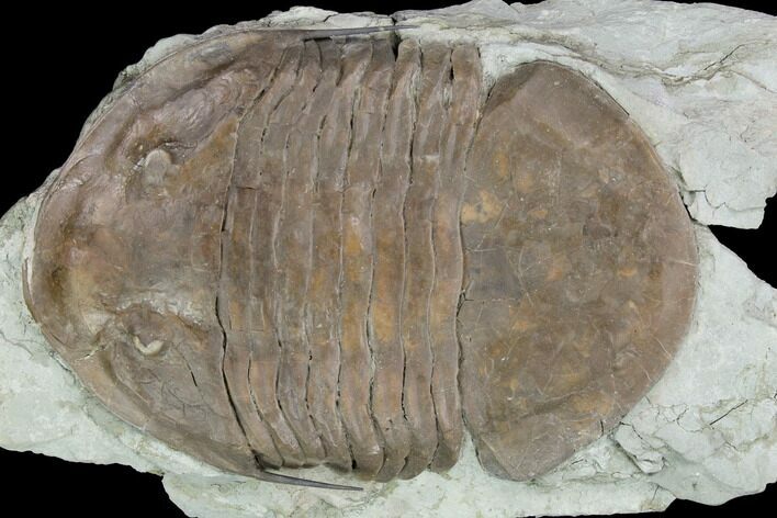 Huge, Isotelus Trilobite - Oldenburg, Indiana #126214
